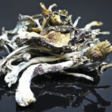 golden teacher mushroom