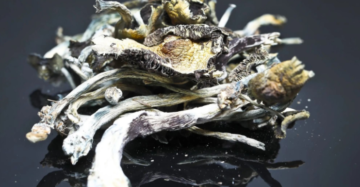 golden teacher mushroom