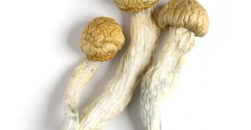 penis envy mushroom