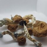 Amazonian Cubensis