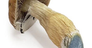 Psilocybe cubensis Moby Dick