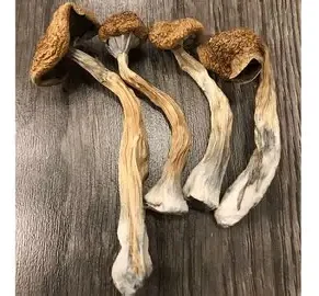 African Transkei Magic Mushrooms