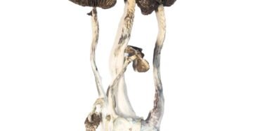 Albino A+ Magic Mushrooms