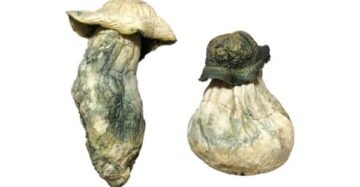 Albino Penis Envy Mushrooms | Albino Penis Envy Magic Mushrooms