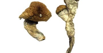 Buy Amazonian Magic Mushrooms Online