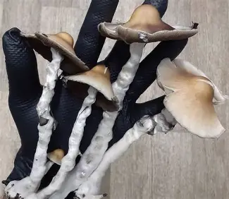 Arenal Volcano Magic Mushrooms