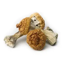 Arenal Volcano Magic Mushrooms - Image 3