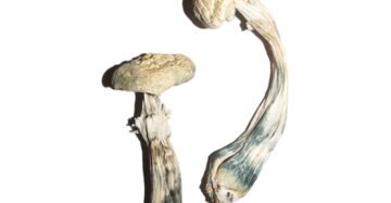 Avery’s Albino Magic Mushrooms