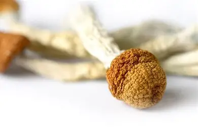 Brazilian Magic Mushrooms