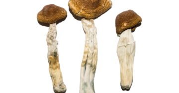 Brazilian Magic Mushrooms