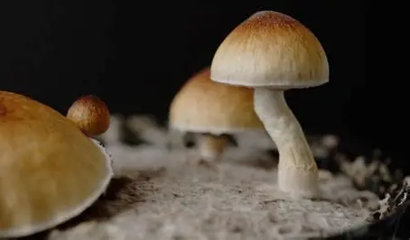 Brazilian Magic Mushrooms - Image 3
