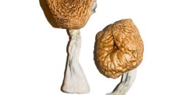 Burmese Magic Mushrooms