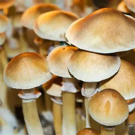 Burmese Magic Mushrooms