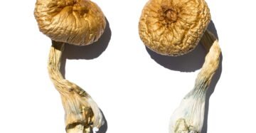 Cambodian Gold Magic Mushrooms