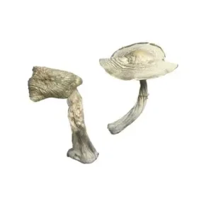buy Albino Louisiana mushrooms online